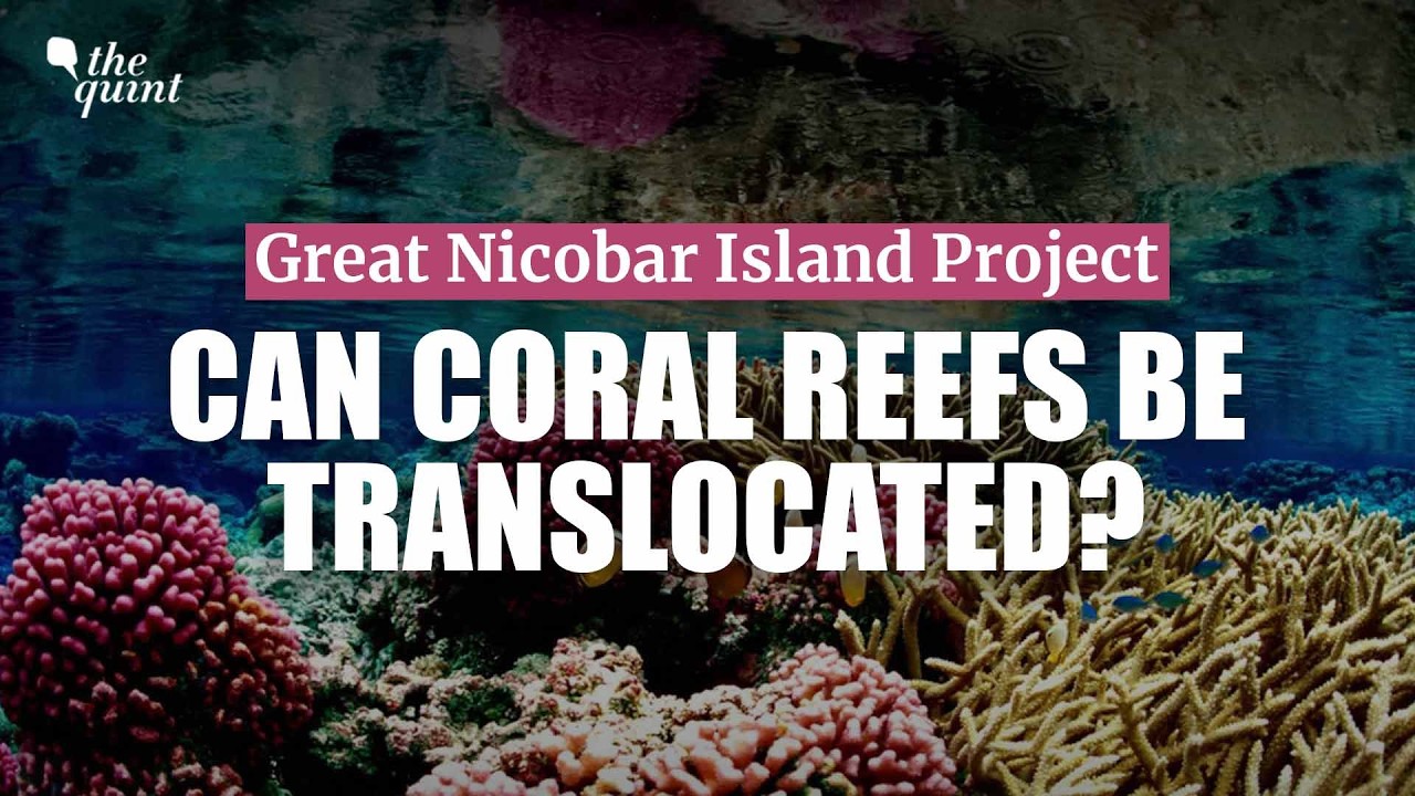 Can Nicobar Islands' Corals Survive Translocation? Coral Biologist Raises Doubts | The Quint