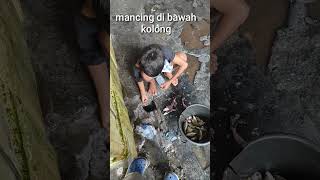 Download lagu Mancing ikan di bawah kolong rumah#fishing #youtubeshorts #mancingmaniadilaut #mancing mp3