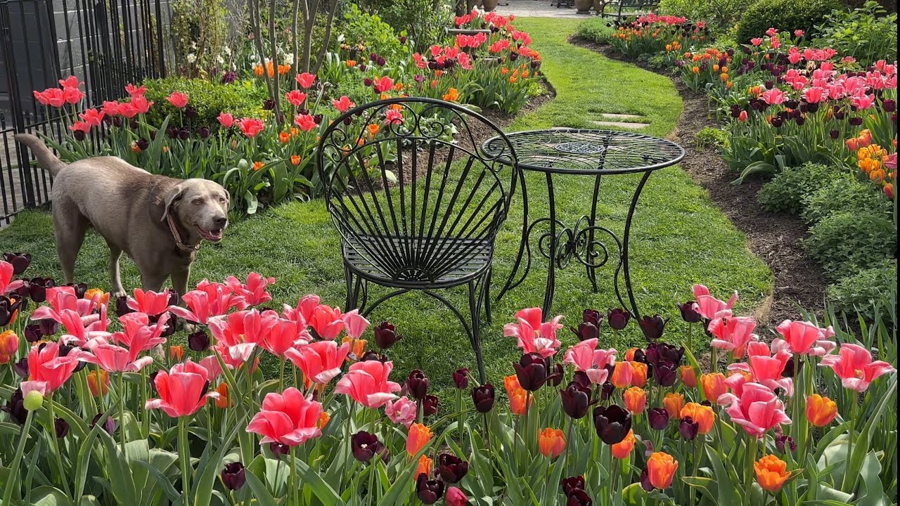 April Garden Tour: Tulips, Daffodils, & Hyacinths in Full Bloom / Northlawn Flower Farm