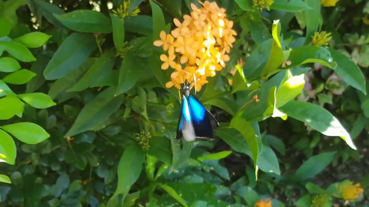 Farfalla Ulysses Papilio ulysses che vola nella foresta pluviale tropicale mostrando brillanti ali blu elettrico alla luce naturale del sole