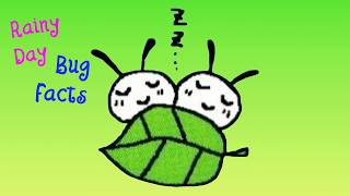 Download lagu Rainy Day BUG FACTS To Fall Asleep to: Introduction to Entomology (eps.1) mp3 Download lagu Rainy Day BUG FACTS To Fall Asleep to: Introduction to Entomology (eps.1) mp3