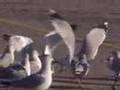 Gull Fight LandGulls Project