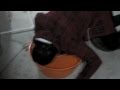 Tyler Emo Bobbing For Shooters 2008