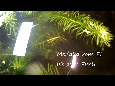 Medaka vom Ei bis zum Fisch