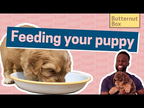 A Vet’s Guide to Feeding Your Puppy | with Dr Bolu