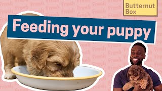 Vet Explains How to Feed Your Puppy