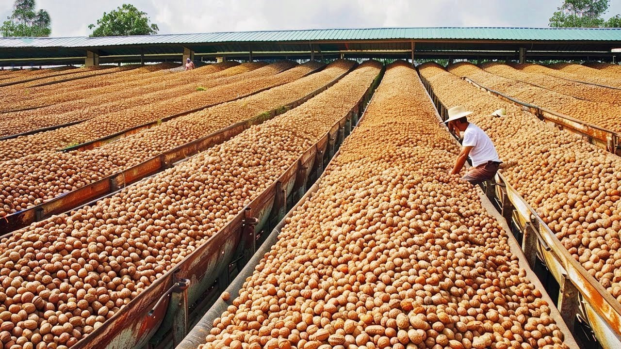 No Creerás COMO se PRODUCEN las NUECES y COMO se PELAN industrialmente🌰