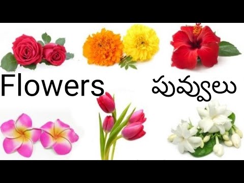 Flowers name English to Telugu flowers names Telugu flowers names Indian flowers names