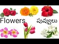 flowers name english to telugu flowers names telugu flowers names indian flowers names