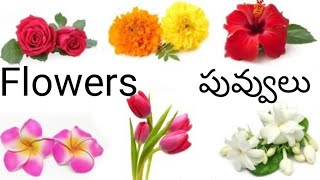 Flowers name English to Telugu flowers names Telug