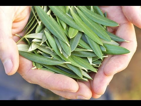 Gjethet magjike – Si T’i Përdorni Për Shëndetin E Zemrës Dhe Të Trurit