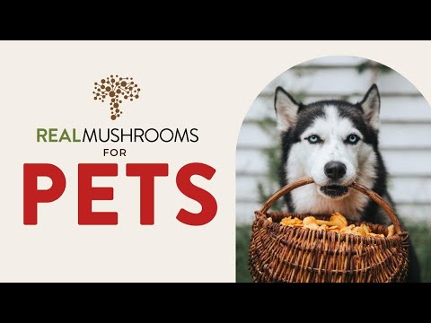 5 Mushrooms for Dogs and Cats with Veterinarian Dr. Rob Silver DVM, MS