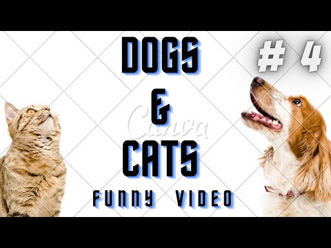 🤣 Funniest 🐶 Dogs and 😻 Cats - Awesome Funny Pet Animals Life Videos 😇 # 4