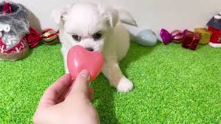 ハーフ犬の動画01