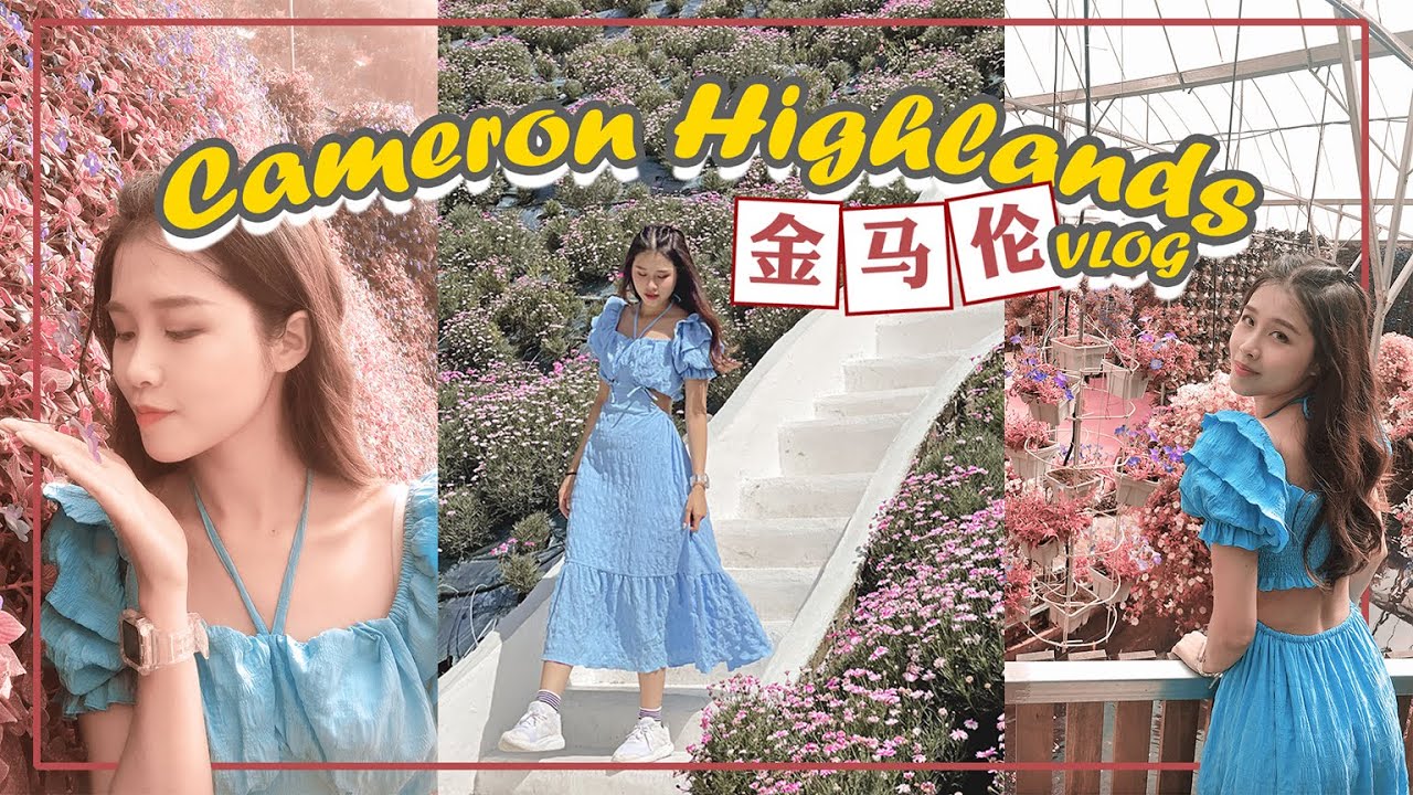 Cameron Highlands VLOG 🌸 金马伦高原 3D2N 超浪漫花海美景 !