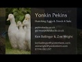 Our Pekin German Pekin Ducks First Swim Of The Day
