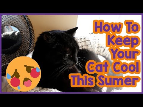How to Keep Your Cat Cool in Summer! 5 Tips on Keeping Your Cat Cool in the Summer Heat!