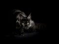 Котята Мейн Кун! | Купить котенка Мейн Кун на meyn-kyn.ru 