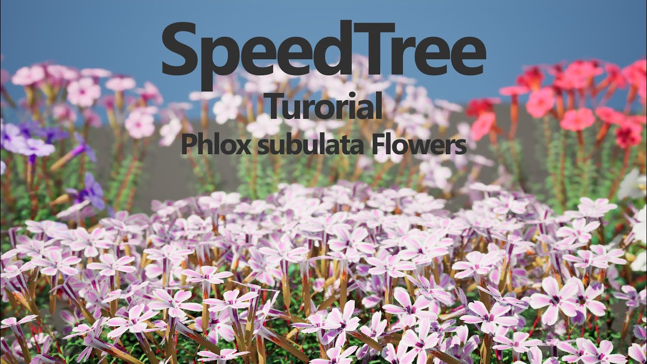 Creeping phlox flowers with free 3D Model