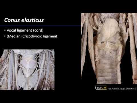 Larynx, Pharynx and CST - Laryngeal Membranes