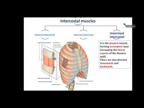 Overview of Thorax (1) - Thoracic Wall - Dr. Ahmed Farid