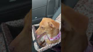 Video preview image #1 Chihuahua-Unknown Mix Puppy For Sale in Holly Springs, NC, USA