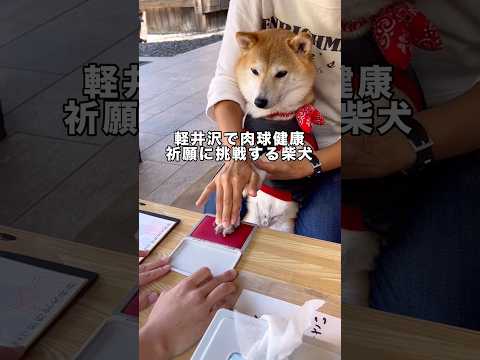 軽井沢で食紅を足につけて肉球健康祈願にチャレンジ #柴犬 #肉球 #柴犬のいる暮らし #肉球健康祈願