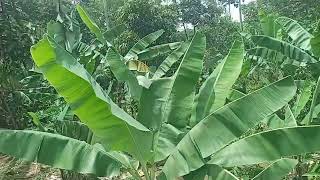 Download lagu suara burung berkicau di pepohonan mp3