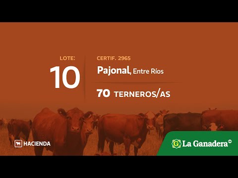 Lote Terneros/as en Pajonal