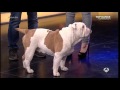 Bulldog Inglés - Otto, el perro aficionado al monopatín - El Hormiguero 3.0