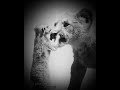 Lion King WhatsApp Status Tamil Shorts Fyp