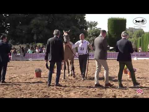 N 28 ABHA GHEZEL   Spanish Nationals 2022   Yearling Colts Section A Class 4A