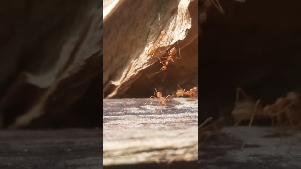 ants cheating 🤣🤣