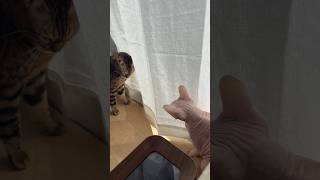 またベンガル兄姉にいじめられてる猫アレクサンドラ【スフィンクス】