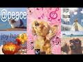 Upbeat Hopecore Bangers Playlist Crash Out Repellant Pt 2