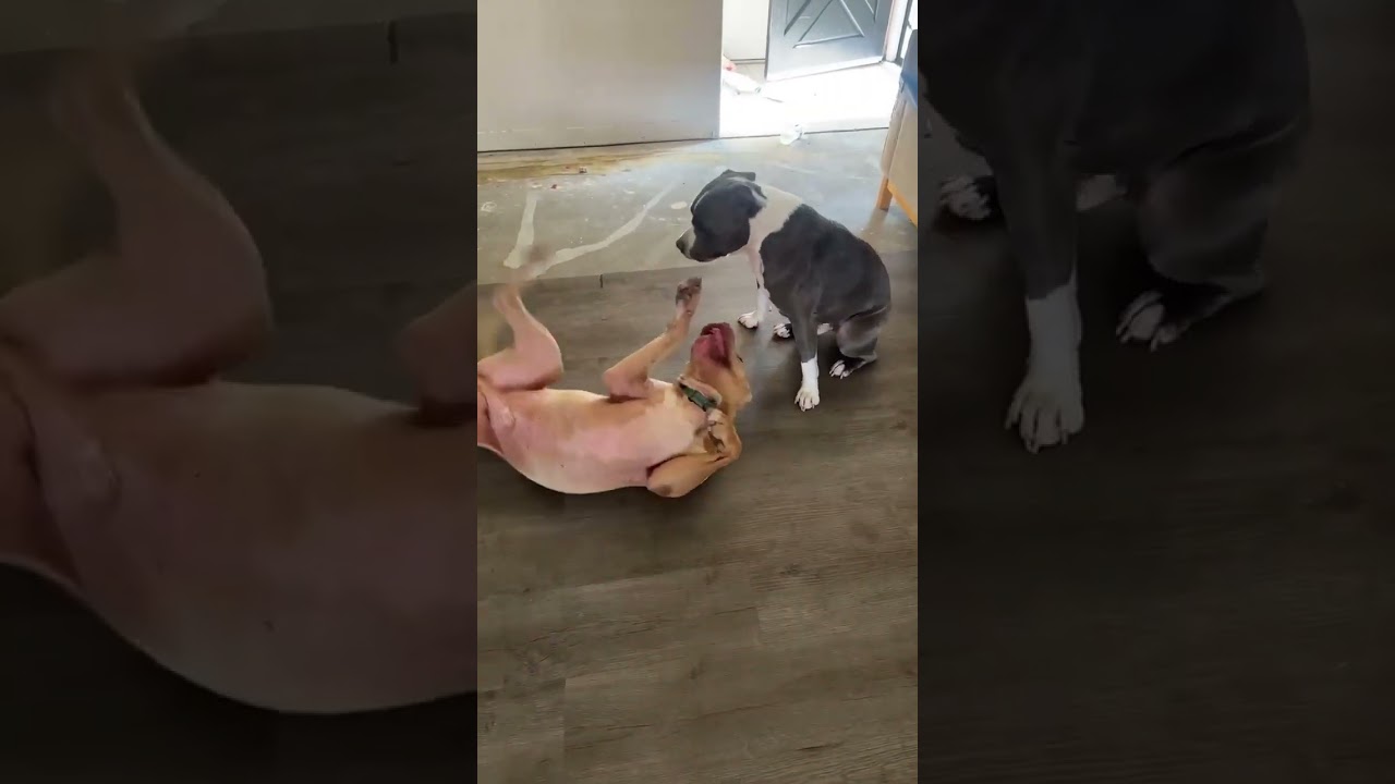 Enlarge Evander , a ADOPTABLE mixed breed in Concord, CA video 4/4