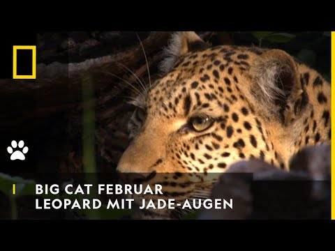 BIG CAT FEBRUAR - Leopard mit Jade-Augen | National Geographic WILD
