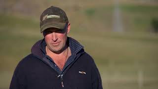 Upcoming Angus Bull Sale