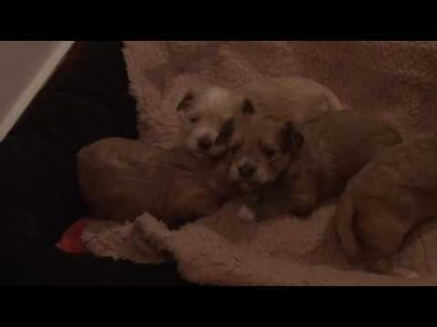 Havanský psík 22.5.2016 Eny+Kirbík štěňata