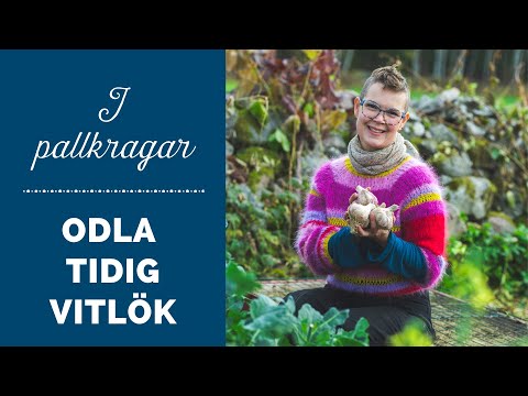 Odla tidig vitlök (vitlökspurjo) i pallkragar