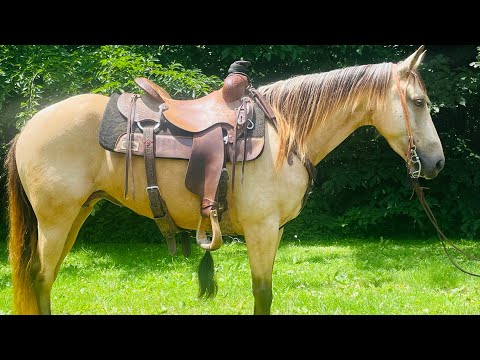 Foxy- Missouri Fox Trotter Pony