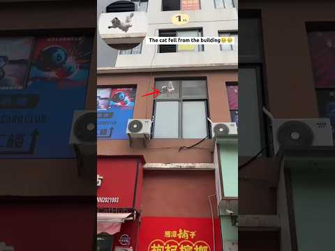 The cat fell from the building