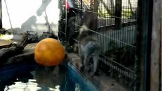 preview picture of video 'Резвящиеся мартышки в Зоопарке'