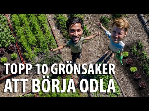 , title : 'TOPP 10 GRÖNSAKER att odla för nybörjare som ger stor skörd!'