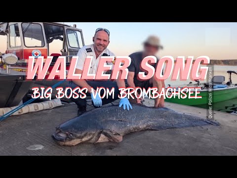 Waller Song / Big Boss vom Brombachsee // Ufergold // Wels Lied
