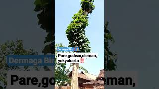 Download lagu Dermaga Biru‼️Godean Punya👍 #viral #fypp #youtubeshorts #you #xyzbca mp3 Download lagu Dermaga Biru‼️Godean Punya👍 #viral #fypp #youtubeshorts #you #xyzbca mp3