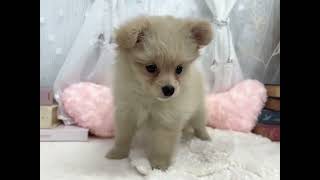 ハーフ犬の動画01