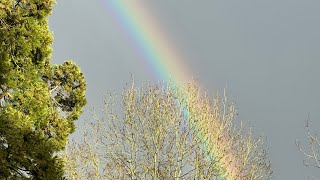 The Woodland Chronicles Week 13