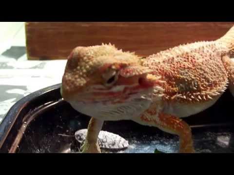 Chuckles my Baby Bearded Dragon eating his breakfast...Dubia's
