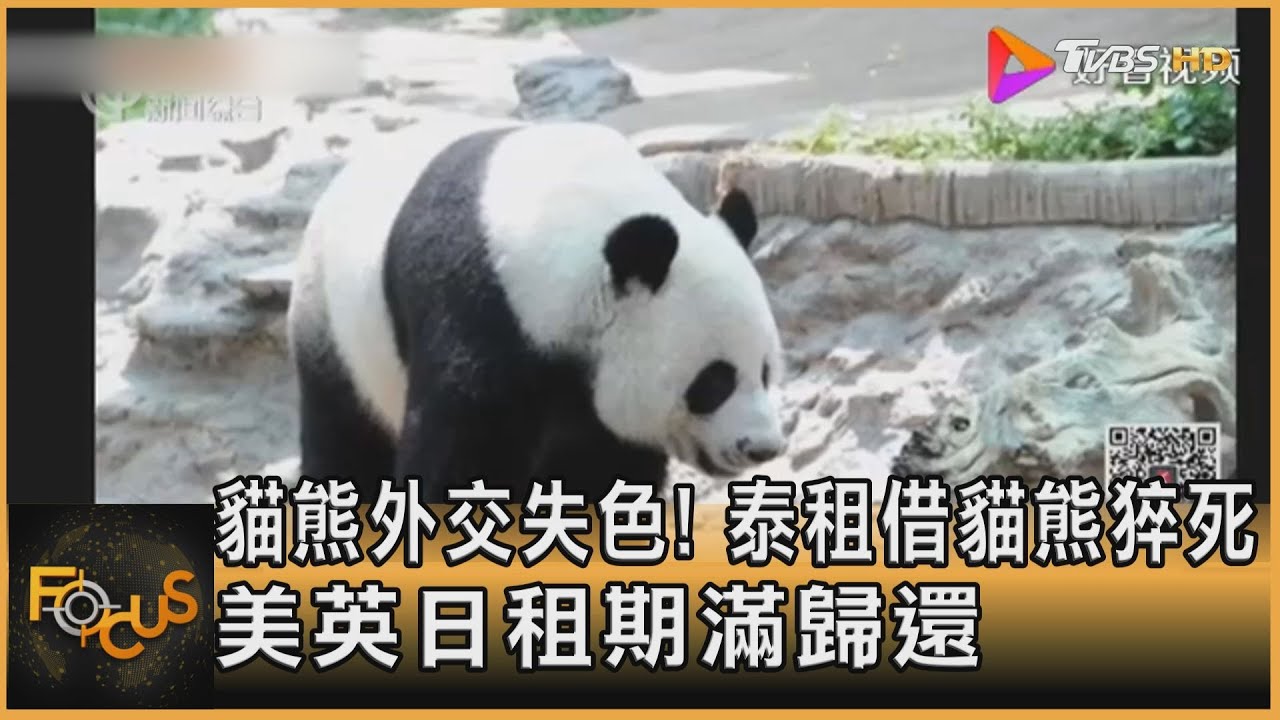 貓熊外交失色!泰租借貓熊猝死 美英日租期滿歸還